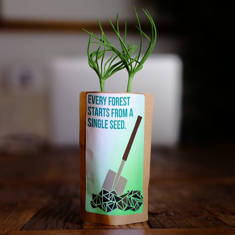 Every Forest Starts From a Single Seed - Plants 50 Trees